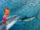 rire-risitas-requin-sardine