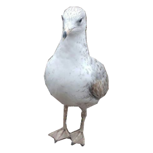 euh ok blase other mouette