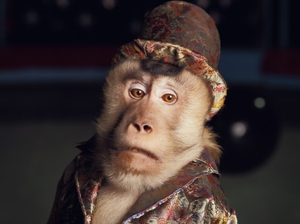 singe or classe risitas