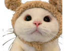 mignon-animaux-chaton-azlok-chats-minou-other-animal-cat-chat-cute