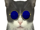 jvc-wtf-chat-or-lunettes