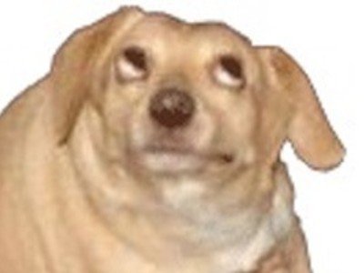 doggo chien voyons risitas ben