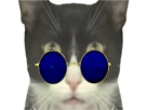 risitas-chatwtf-chatlunette-chats