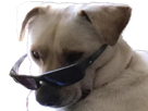 lunettes-doggo-risitas-chien-cool