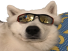 lunettes-risitas-cool-doggo-chien
