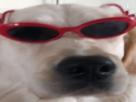 risitas-cool-doggo-lunettes-chien
