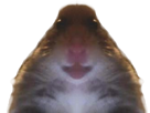 quand-meme-hamster-niknak-risitas-selfie-chaud
