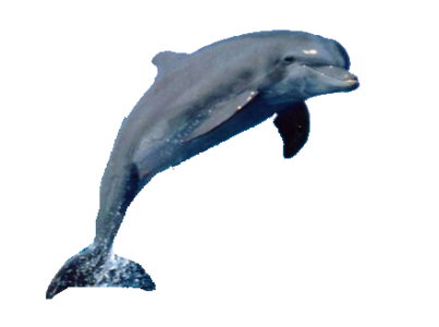 dauphin risitas ushuaia mer hulot poisson dauphine animal