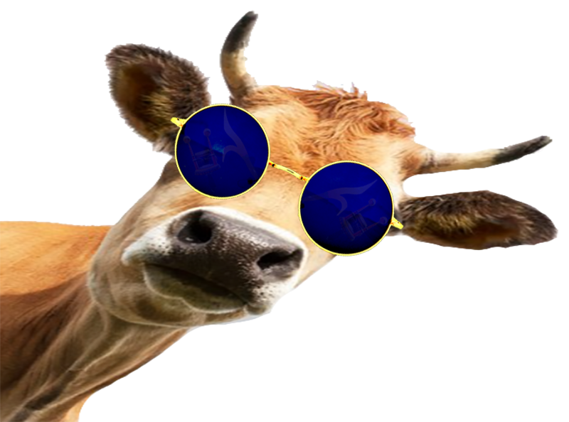 jvc elton lunettes vache