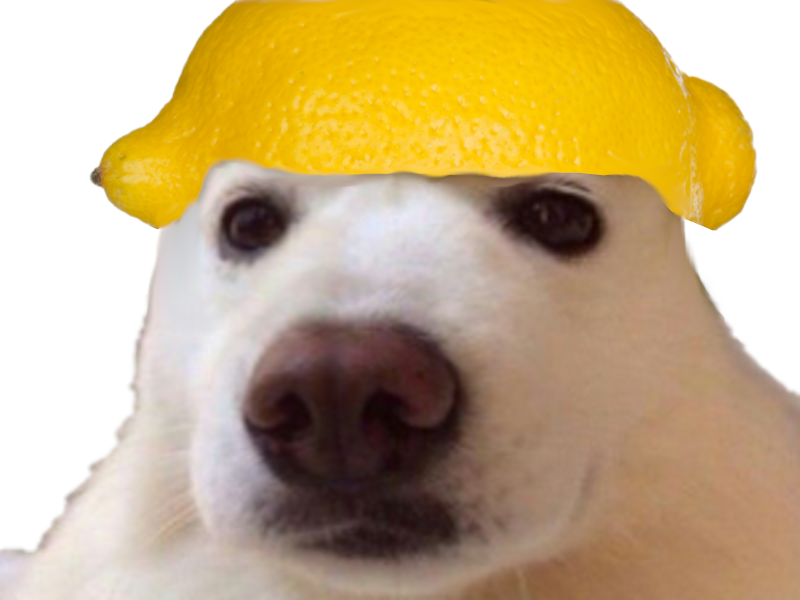risitas meoarst chien citron