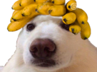 banane-meoarst-risitas-chien-bananes