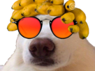 risitas-bananes-chien-banane-meoarst-lunettes