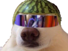 naturelle-selection-risitas-melon-futur-meoarst-lunette-chien