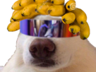 risitas-selection-chien-naturelle-banane-lunette-futur-meoarst