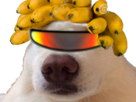 banane-naturelle-futur-meoarst-lunette-chien-risitas-selection