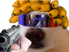 selection-risitas-gun-meoarst-chien-banane-naturelle-lunette-menace-futur