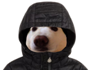 capuche-meoarst-risitas-cool-chien