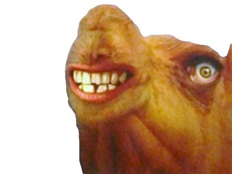 chameau dromadaire aladin