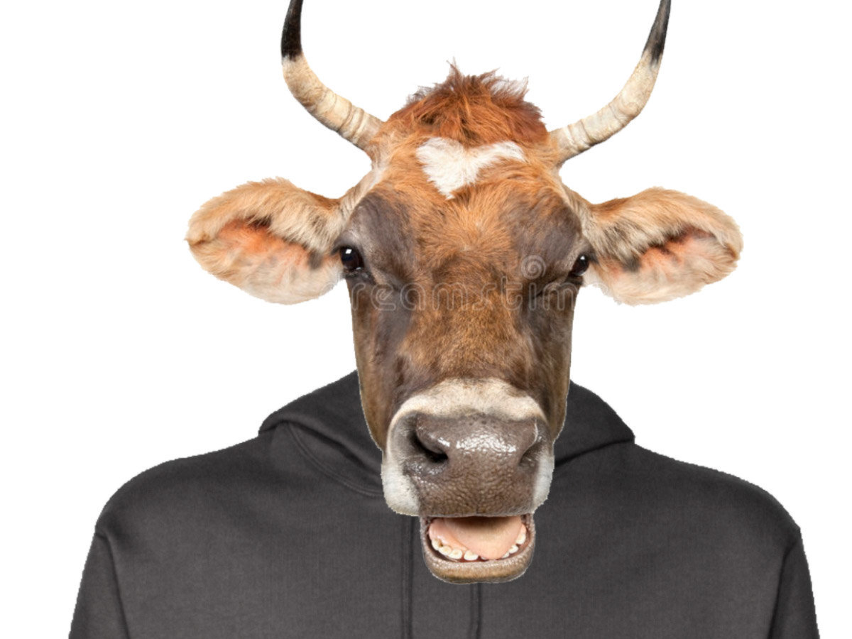 other vache meuh pull