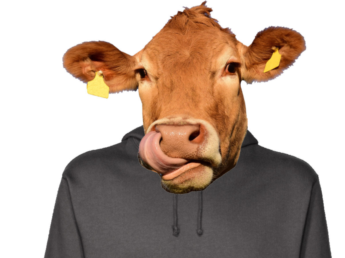 other normal meuh vache