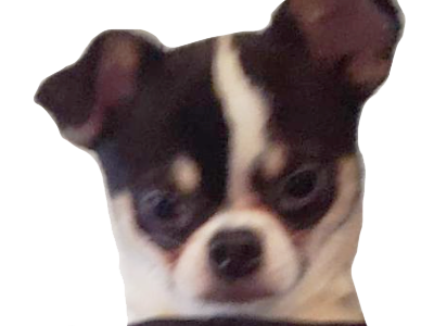 dog pocket risitas jdilla oreo chihuawei