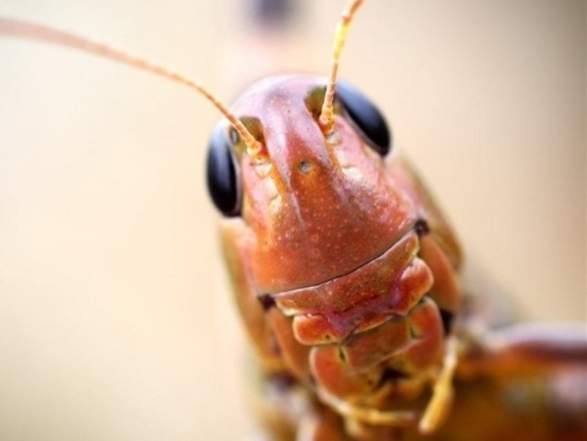 eat insecte bugz criquet schwab reset ze nwo you soupe vill