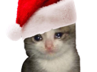 chat-rouge-noel-meoarst-bonnet-triste-pleure-mignon