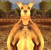vatren-deter-kangoo-other