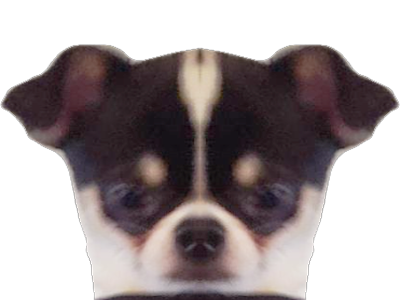 pocket dog miroir jdilla oreo chihuawei