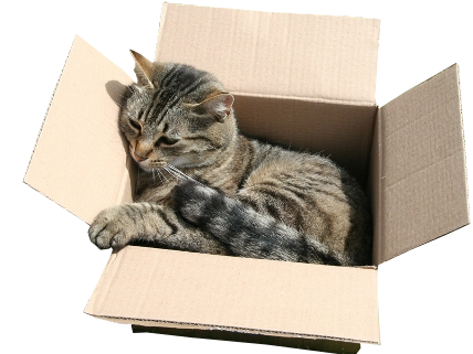 content carton other meoarst dort chat animal sieste