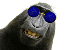 singe-risitas-monkey-2022-lunettes