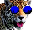 risitas-ahi-drole-lunettes-bleu-jaguar