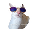 chat-lunette-tison-risitas