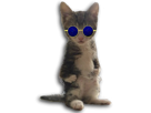 debout-chat-chaton-mignon-lunettes-bleues-golem-2022-pas-pret-anti-vax-vaccin-argile