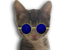 chaton-golem-vax-chat-debout-mignon-lunettes-bleues-2022-pas-pret-anti-vaccin-argile