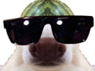 chien-cool-melon-miroir-grosses-lunettes-noires-meoarst
