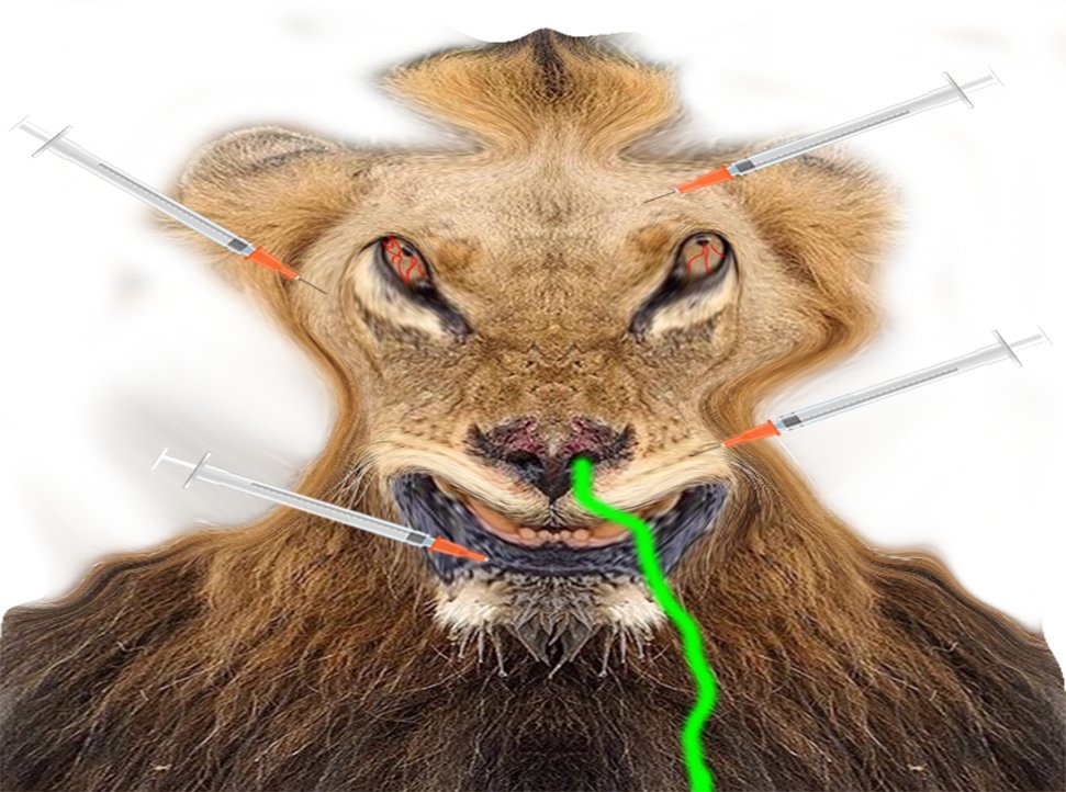 lion calvitie 0 dose vaccin