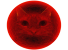 globule-rouge-sang-hematie-chat