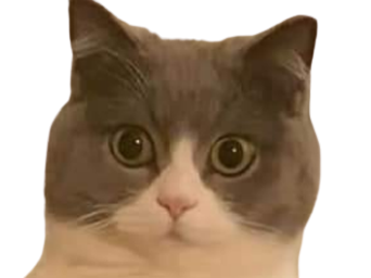 chat surprise surpris