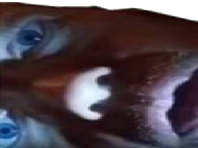 durif sylvain christ cosmique maitre du monde aspire ton ame yeux bleus regarde