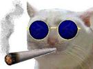 chat triste lunettes
