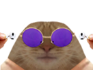 aipods-lunettes-kho-chat-oklm