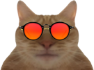 chat-paz-ent-lunettes-rouge