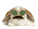 lunettes-verte-belier-lapin-risitas