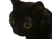 chats chat risitas jinx