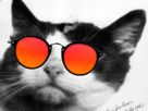 chat-noir-blanc-lunettes-rouge
