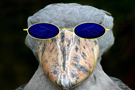 oiseau-lunettes-not-ready-bec-en-sabot-selection-naturelle