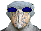 oiseau-lunettes-bleues-bec-en-sabot-not-ready-selection-naturelle