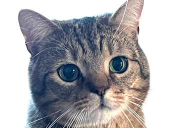 chat perplexe mignon