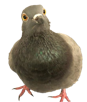 pigeon-rourou-mignon